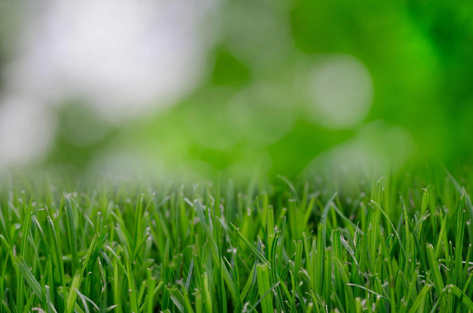 Selective Focus Photography of Green Grass